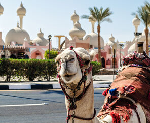 5* Sheraton Sharm Hotel, Resort, Villas & Spa Konaklamalı Tüm Extra Turlar Dahil Sharm El Sheikh Tatil Paketi 4 Gece 6 Gün